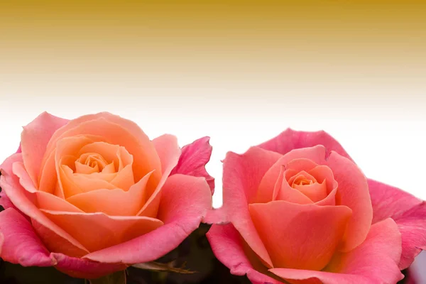 Roses on olive background — Stock Photo, Image