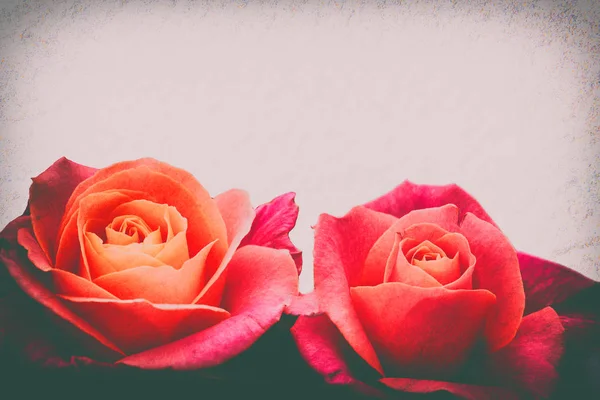 Róża na tle ciepłe — Zdjęcie stockowe