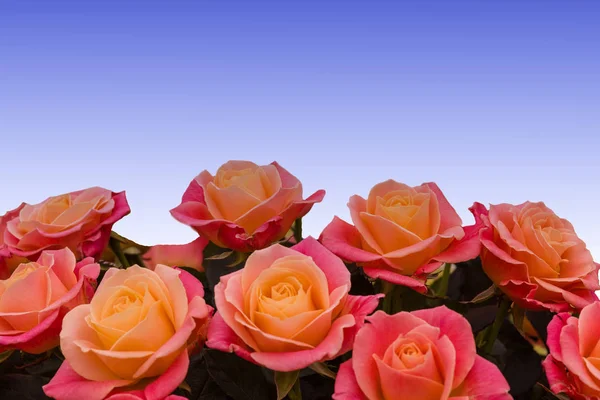 Varias rosas hermosas —  Fotos de Stock