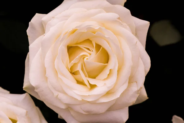 Background of the rosebud — Stock Photo, Image