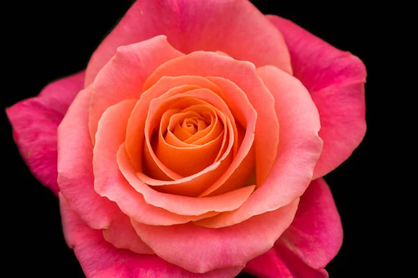 Tło o rosebud — Zdjęcie stockowe