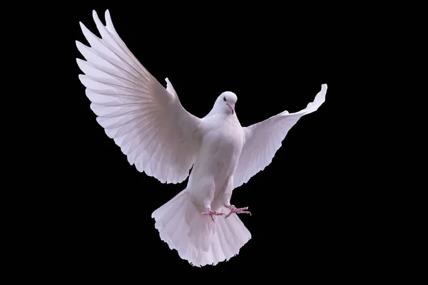 Белый голубь на черном фоне — стоковое фото
