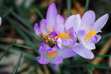 Bahar uyanış çiçek arı