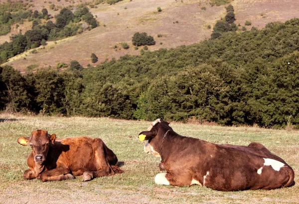 Dos vacas mintiendo —  Fotos de Stock