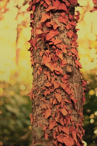 Árbol con hojas — Foto de Stock