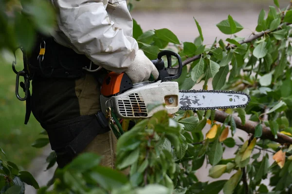 Árbol y motosierra en las manos. Las manos de un hombre aserrando un cerezo con una motosierra. Concepto de cosecha y rejuvenecimiento de árboles frutales en primavera y otoño. Fondo de jardín con copia . — Foto de Stock