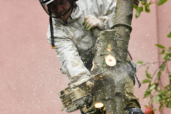 Muž řezá strom zblízka. Místo pro nápis. Dřevěné štěpky se rozletí. Řezání ve speciálním oblečení. — Stock fotografie