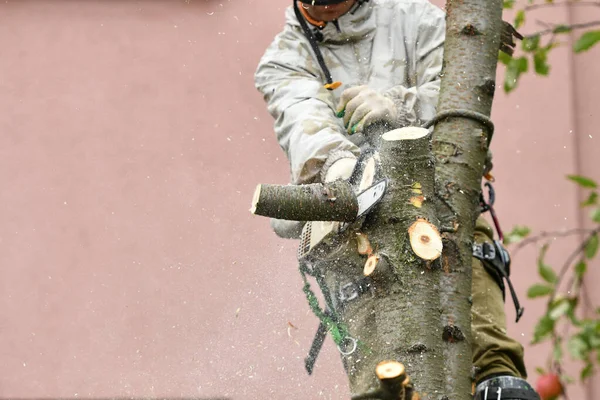 Muž řezá strom zblízka. Místo pro nápis. Dřevěné štěpky se rozletí. Řezání ve speciálním oblečení. — Stock fotografie