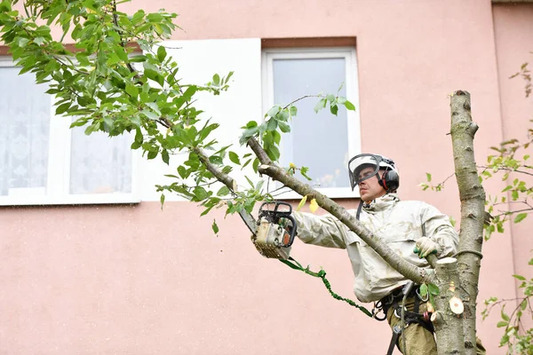 Muž nahoře řeže strom. Lana, která člověka podpírají, řežou strom. Propracovaný lanový systém na podporu člověka, který kácí strom. Místo pro psaní. Bezpečnostní síť. — Stock fotografie