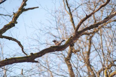Daldaki kahverengi kuş, baharda öten kuşlar.