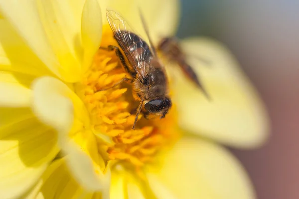 A bold bumble bee on a fresh, yellow sunflower harvesting the nectar from the flower. Horizontal format — Stock Photo, Image