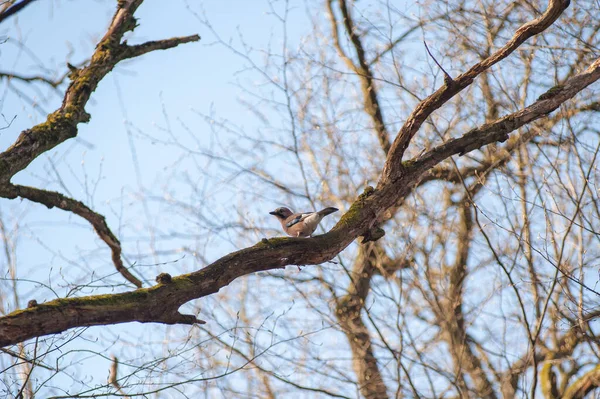 Pájaro marrón en una rama, pájaros cantando en primavera — Foto de Stock
