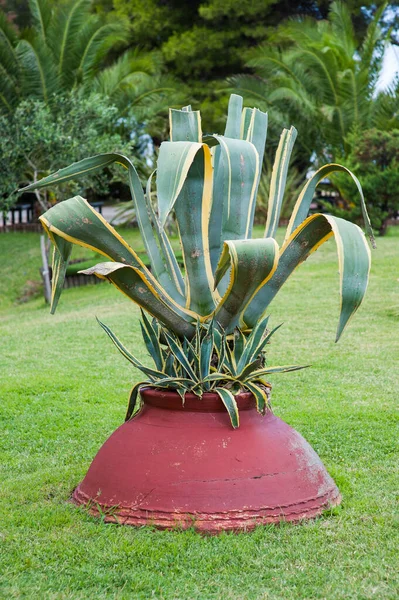 Planta al aire libre crece a través de una olla de arcilla roja, planta turca —  Fotos de Stock