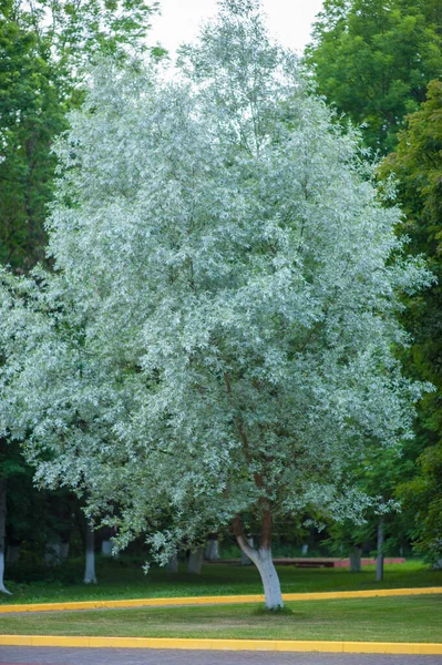 Vitt träd i skogen, albinoträd — Stockfoto