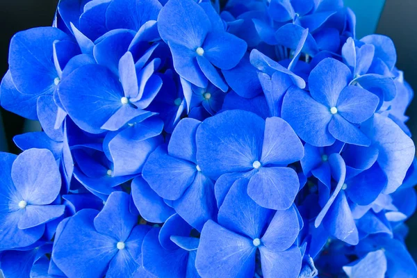 Blauer Strauß auf weißem Hintergrund. Strauß von Irisblumen. die Blüten sind blau gesättigt. Blick von oben. Platz zum Schreiben. — Stockfoto