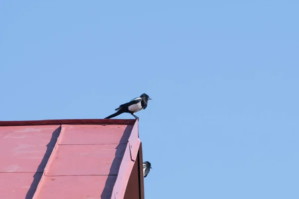 Evin çatısındaki karga. Mavi gökyüzüne karşı kırmızı çatı. Karga. Geceleri bir evin çatısındaki karga — Stok fotoğraf