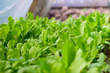 Yeşil soğan salatası. Bahçede yeşiller. Bahçede yeşil soğan ve salata. Sağlıklı Yemek 