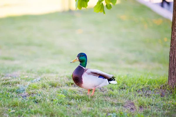 Eine Ente steht auf dem Rasen und wartet auf ein Weibchen — Stockfoto