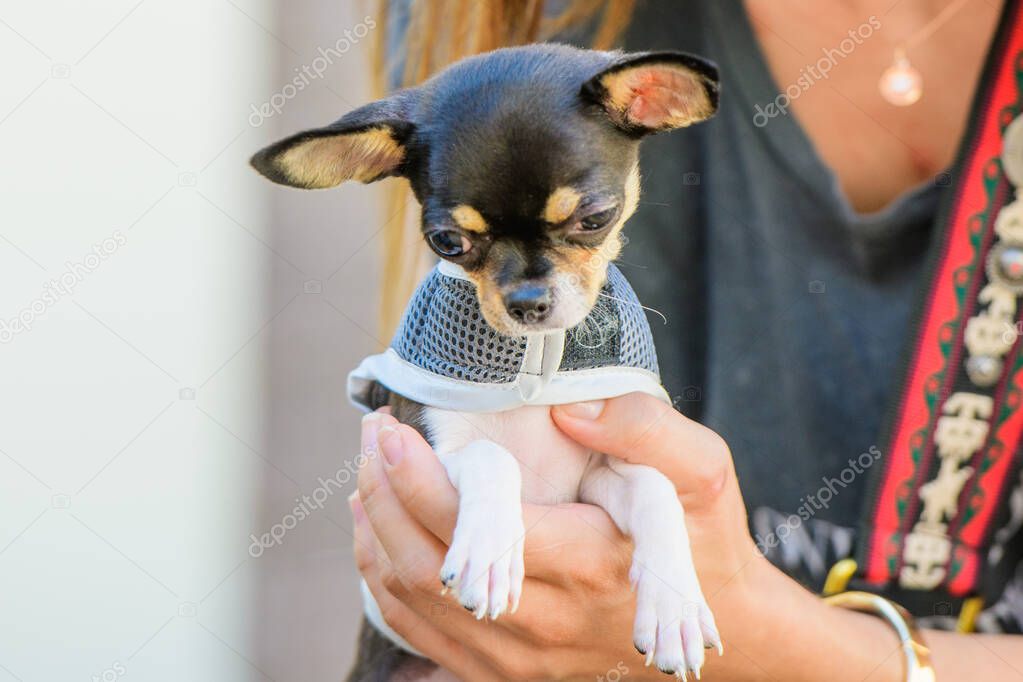 Toy terrier in his arms, dressed in clothes. love for animals, pets