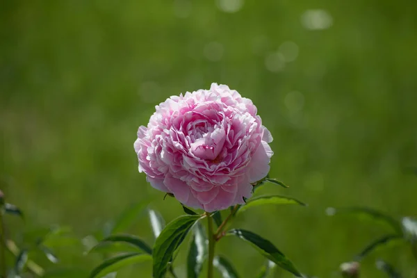 Pink Gergina. on a green background. Gergina Flower Close Up — Stock Photo, Image