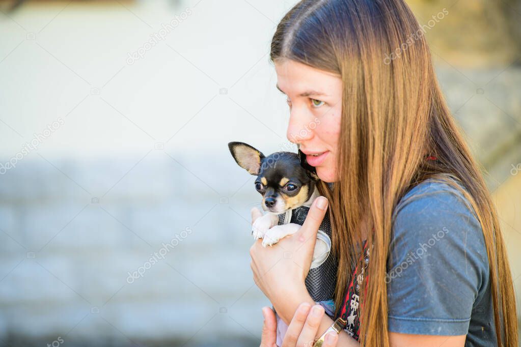Toy terrier in his arms, dressed in clothes. love for animals, pets