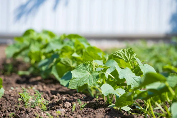 Genç salatalık çalıları. Bahçede salatalık çalıları yetişiyor. Bahçıvanlık, bahçede sebze yetiştirme. Yakın plan. — Stok fotoğraf