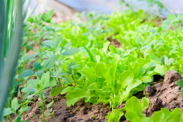 Salad dengan bawang di rumah kaca. makanan eko — Stok Foto