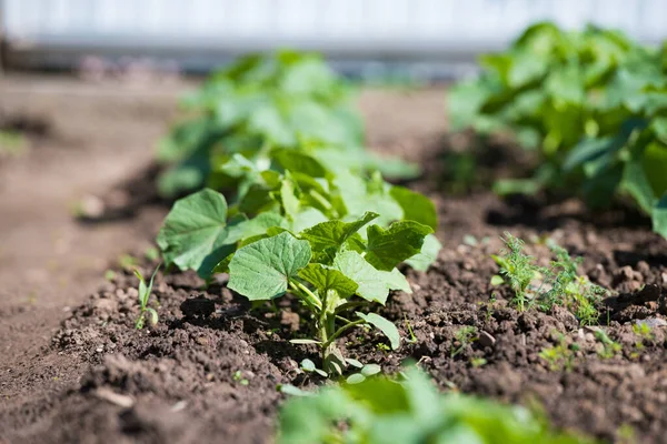 De jeunes buissons de concombres. Des buissons de concombres poussent dans le jardin. Jardinage, culture de légumes dans le jardin. Gros plan — Photo