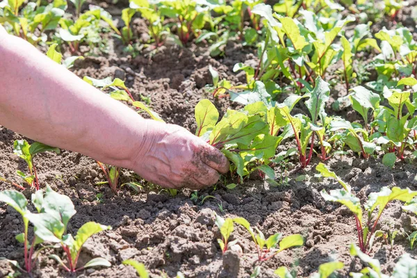 Femme travaille dans une plantation. Mains d'une femme moissonneuse et cultivant la terre. sur la plantation — Photo