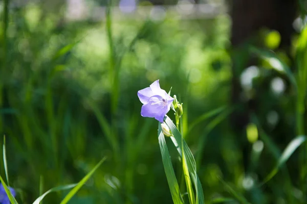 Violette Blume auf grünem, verschwommenem Hintergrund. Sommerblumen. Der Frühling naht. die Blumen blühen. — Stockfoto