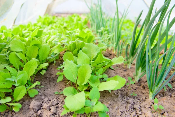 Salade d'oignons verts. Verts sur le jardin. Oignon vert et salade de laitue dans le jardin. Aliments sains — Photo