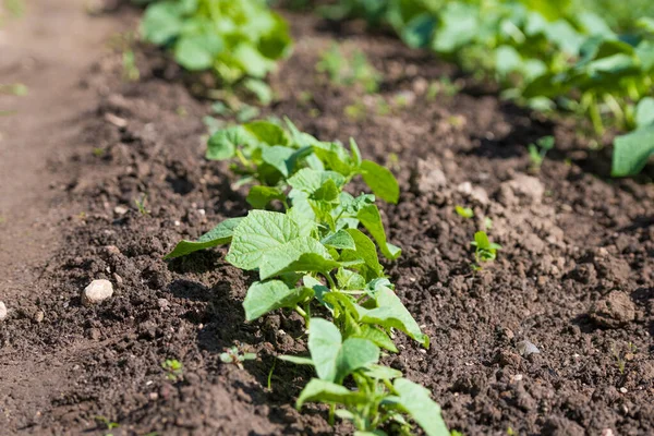 Genç salatalık çalıları. Bahçede salatalık çalıları yetişiyor. Bahçıvanlık, bahçede sebze yetiştirme. Yakın plan. — Stok fotoğraf