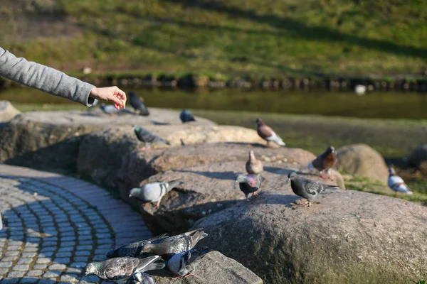 Chica alimenta a los pájaros en tiempo soleado. Hermosa mujer joven alimentando aves en el parque en el soleado día de otoño —  Fotos de Stock