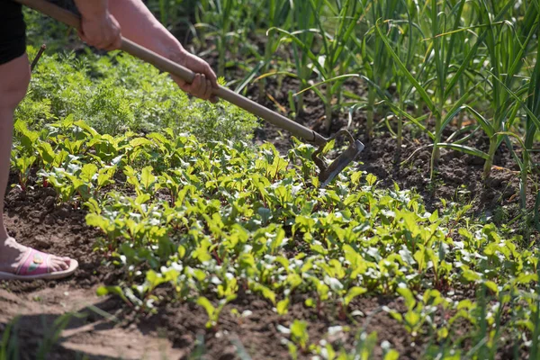 La mujer trabaja en la granja. bajo el sol abrasador. trabajo manual de tierra. Jardinería — Foto de Stock