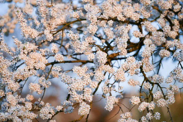 the onset of spring. flowering trees. Flowering apricot in spring time on the background of a green park on a sunny day. The opening of the pestle on the branches. White flower, the onset of heat, cop