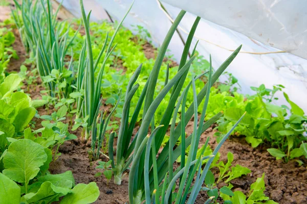 Salade d'oignons verts. Verts sur le jardin. Oignon vert et salade de laitue dans le jardin. Aliments sains — Photo