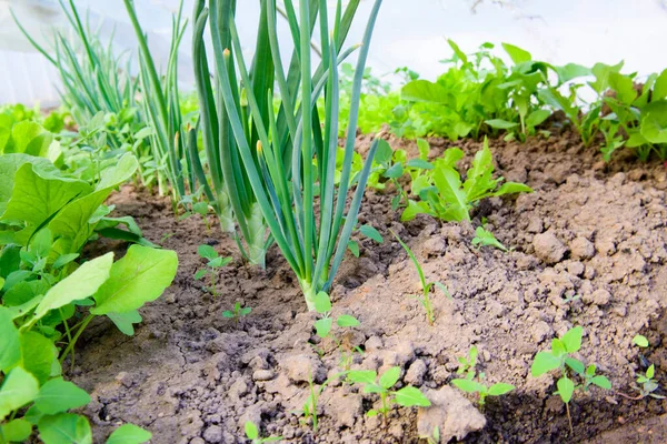 Zwiebelsalat. Grünflächen im Garten. grüne Zwiebeln und Salat im Garten. gesunde Ernährung — Stockfoto