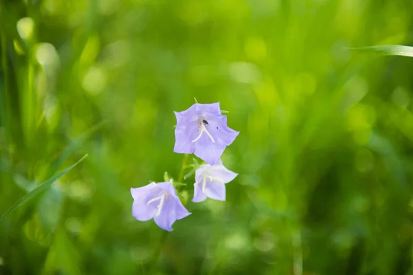 Purple flower on a green, blurred background. summer flowers. spring is coming. the flowers are blooming. Stock Photo