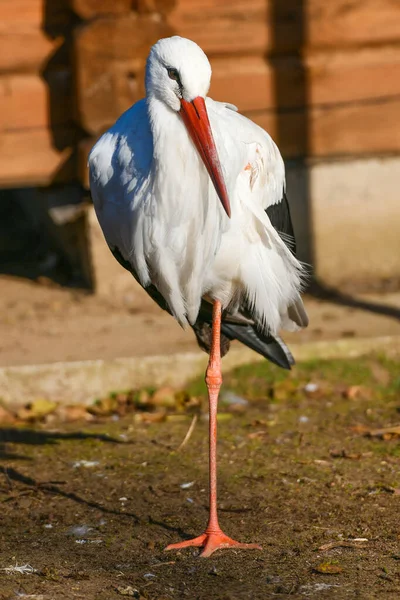Heron gros plan. debout sur une jambe. à la lumière du soleil . — Photo