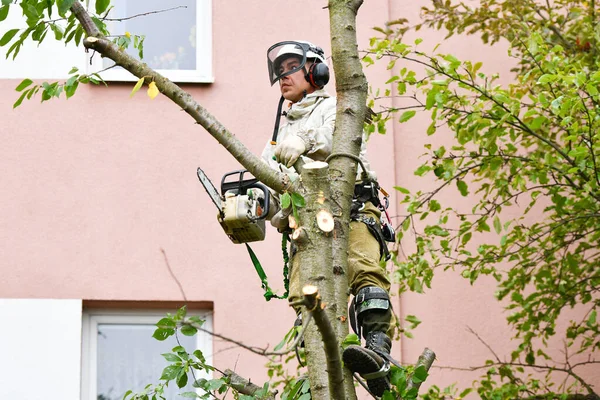 Muž nahoře řeže strom. Lana, která člověka podpírají, řežou strom. Propracovaný lanový systém na podporu člověka, který kácí strom. Místo pro psaní. Bezpečnostní síť. — Stock fotografie