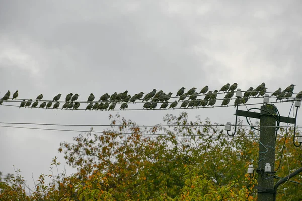 En flock starar sitter på en vajer. Fågelmigration. — Stockfoto