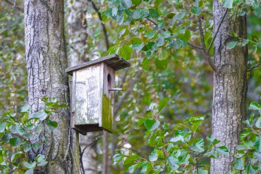 Ağaçtaki ahşap kuş evi. Ağaçtaki ahşap kuş yuvası, yaklaşın. Kamu parkındaki ağaçta ahşap kuş evi.