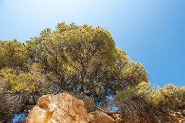 Dağın tepesindeki ağaçlar, tepedeki ağaçların yamacındaki ağaçlar.