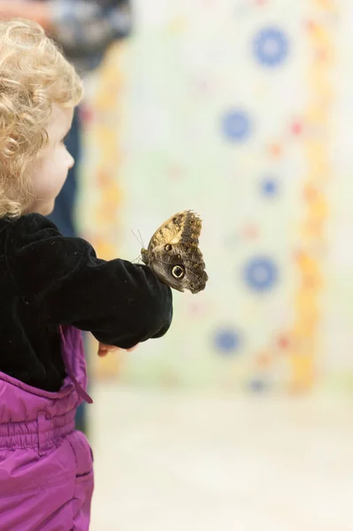 Un papillon est assis sur la main d'un garçon. Spectacle papillon — Photo