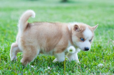 Kahverengi köpek yavrusu çimenlerde yürüyor.