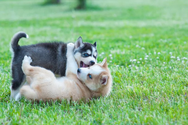 Siyah kurt ve kahverengi köpek birbirleriyle oynuyorlar. — Stok fotoğraf