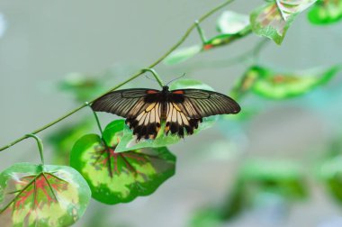 Siyah ve beyaz kelebek bir yaprağın üzerinde oturur.