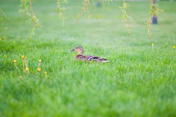 Mallard gjemte seg i det høye gresset. Hviletilstand – stockfoto