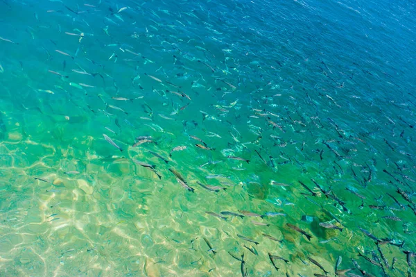 a flock of fish in the sea, fish pounced on food