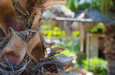 Güneşli bir günde, bir palmiye ağacının yakın çekimi.